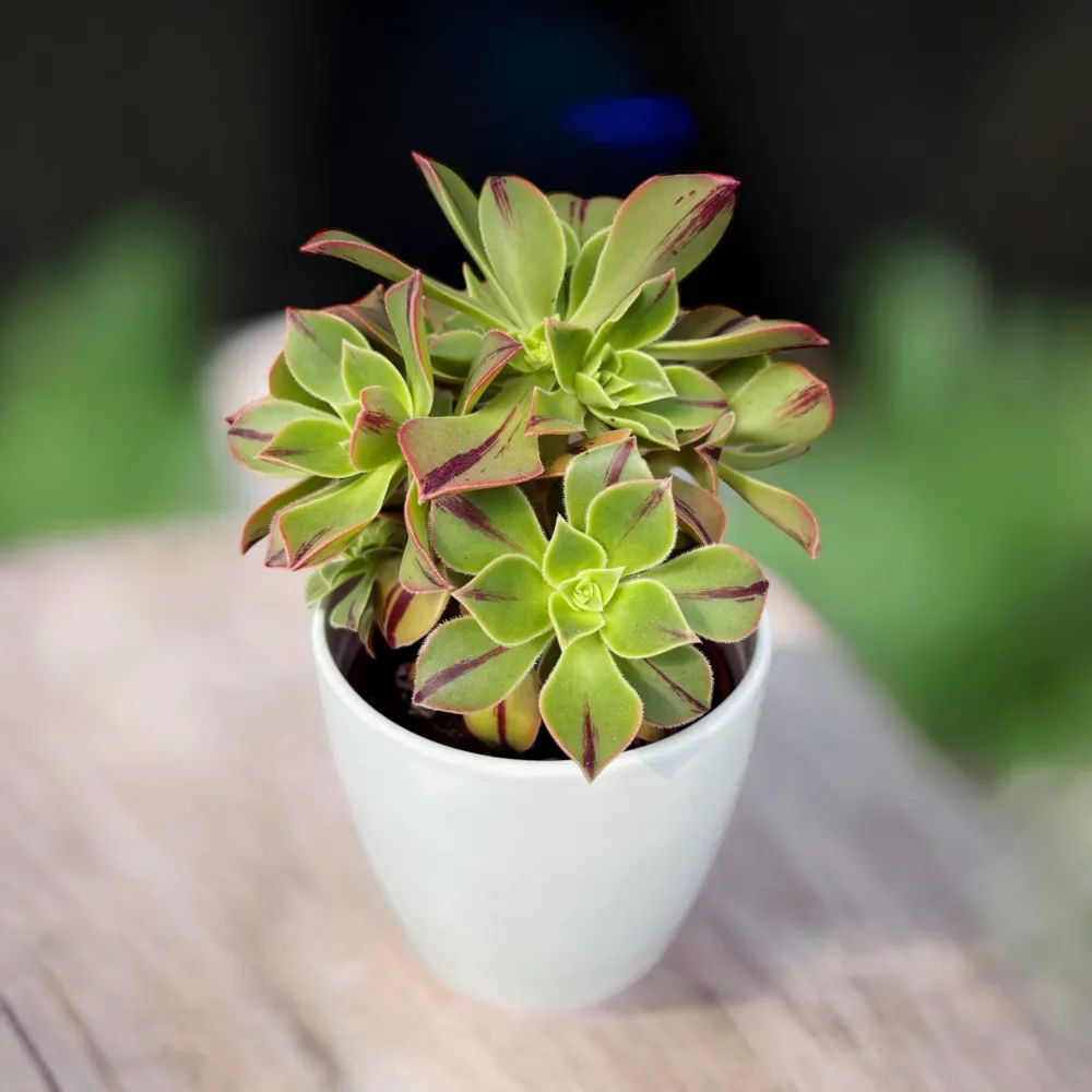 Aeonium leucoblepharum ‘Red Stripe’