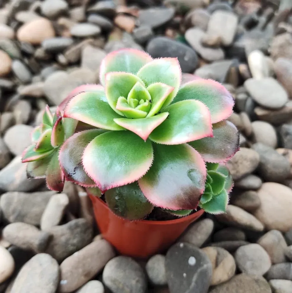 Aeonium tricolor (Kiwi)