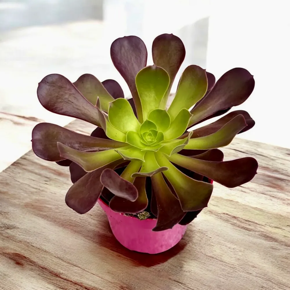 Aeonium arboreum 'Velour' (trandafirul irlandez)