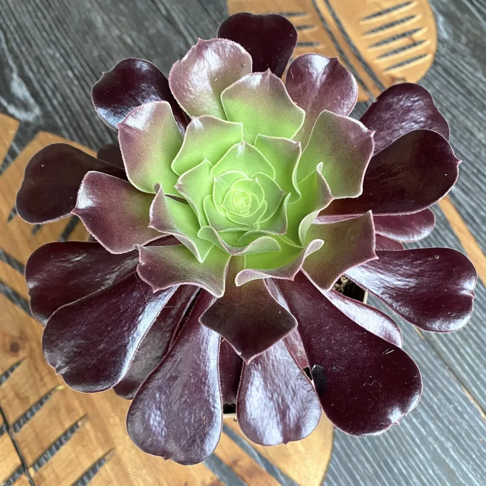 Aeonium arboreum Velour (trandafirul irlandez) D14