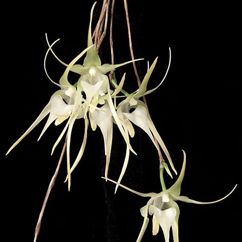 Aeranthes grandiflora - flori uriase!