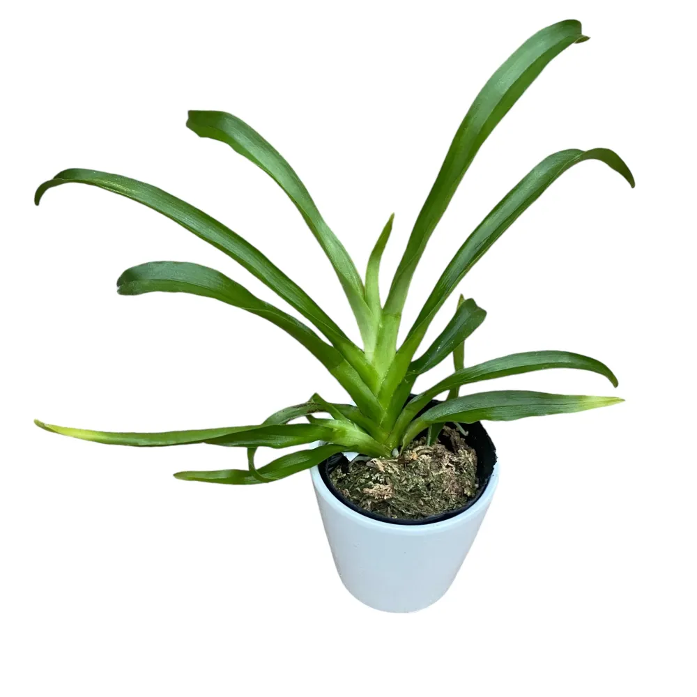 Aeranthes grandiflora - flori uriase!