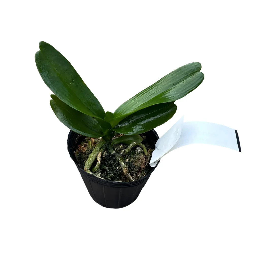 Aerides houlletiana * flori parfumate