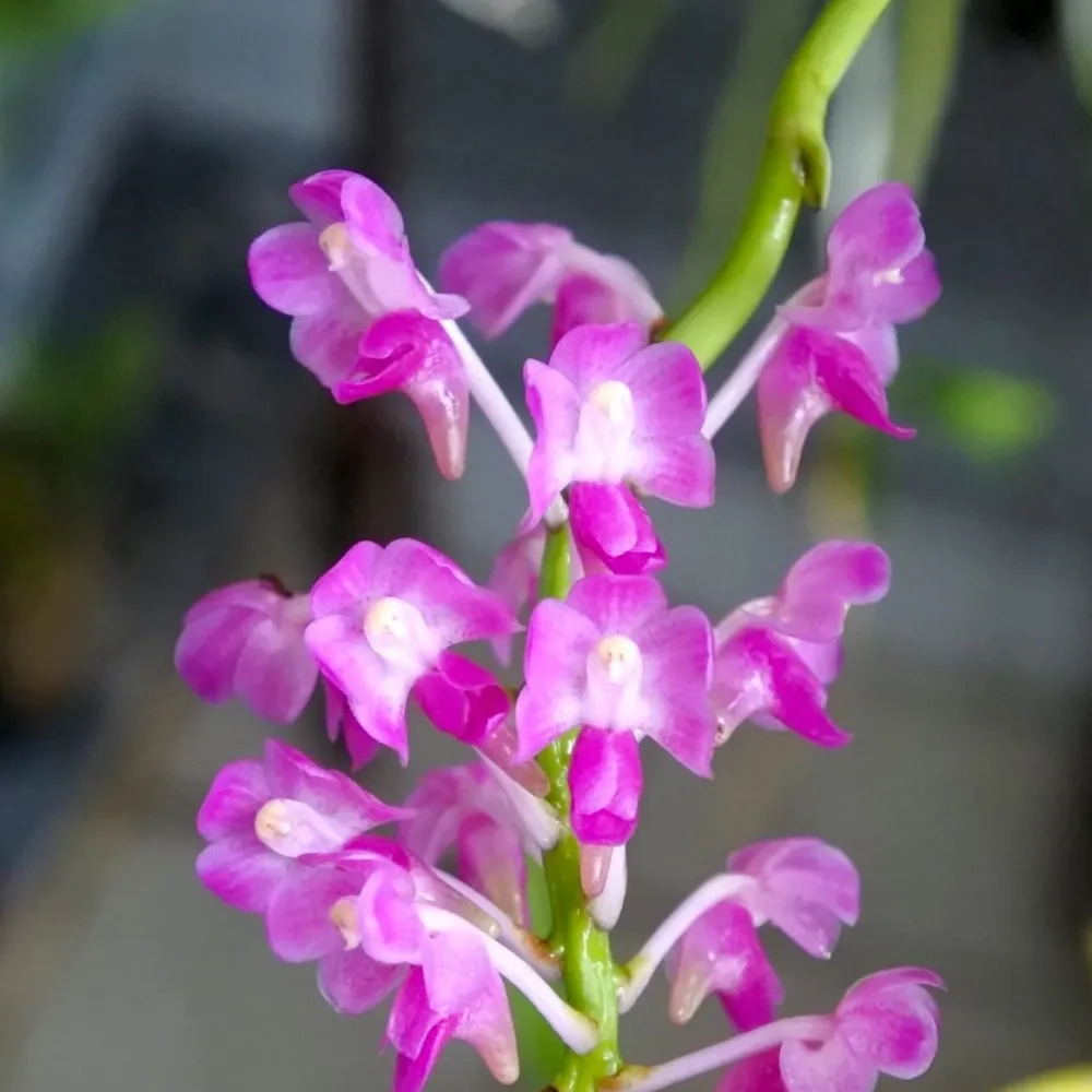 Aerides jarckiana * parfumata