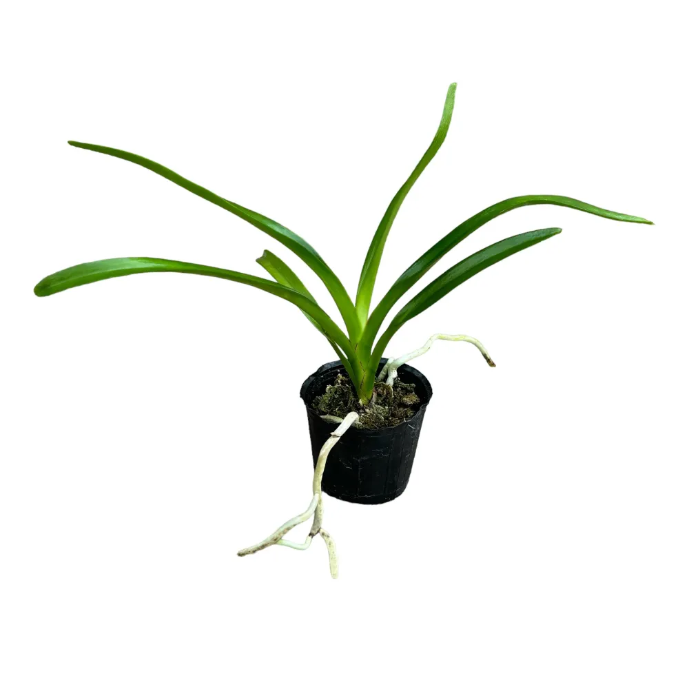 Aerides jarckiana * parfumata