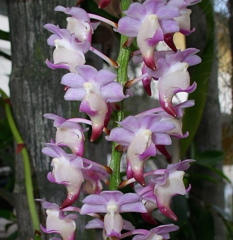 Aerides jarckiana * parfumata