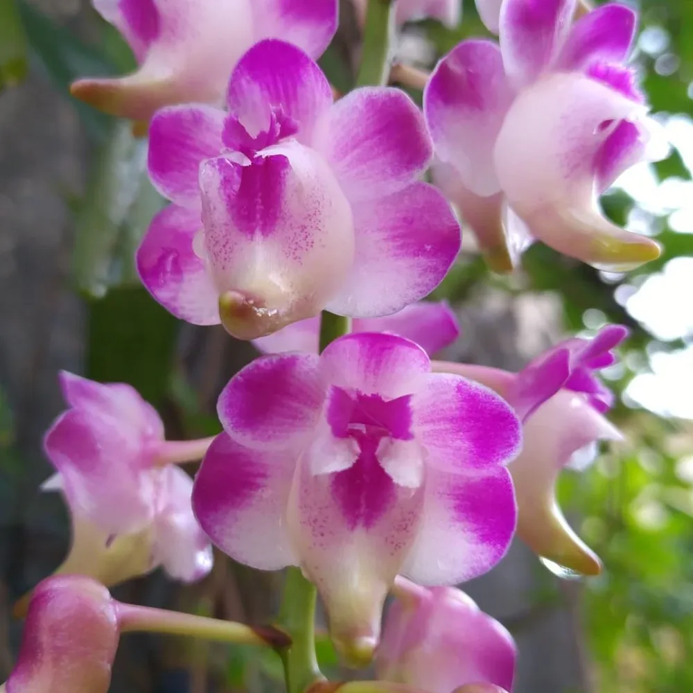 Aerides lawrenceae (4N) *parfumata