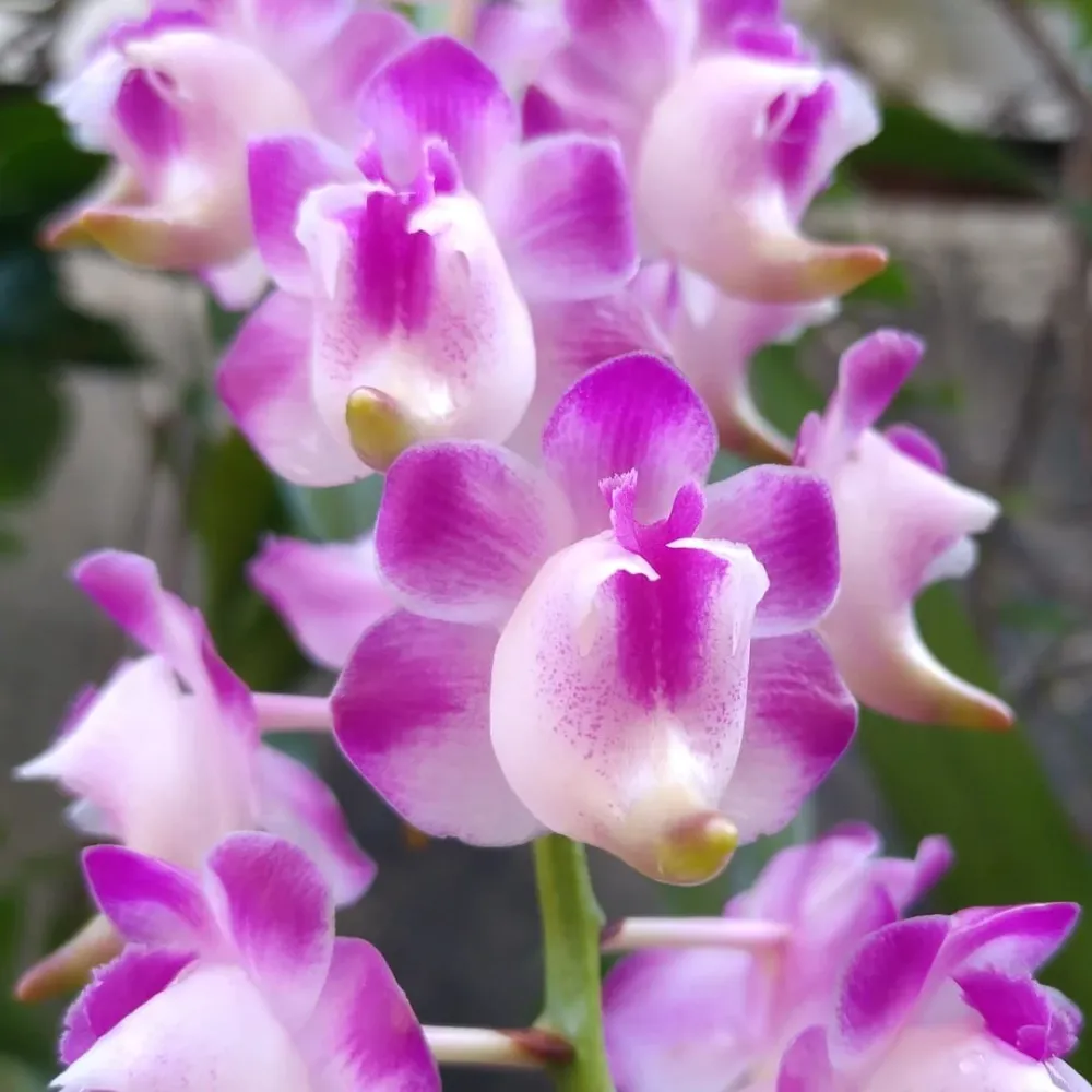 Aerides lawrenceae (4N) *parfumata