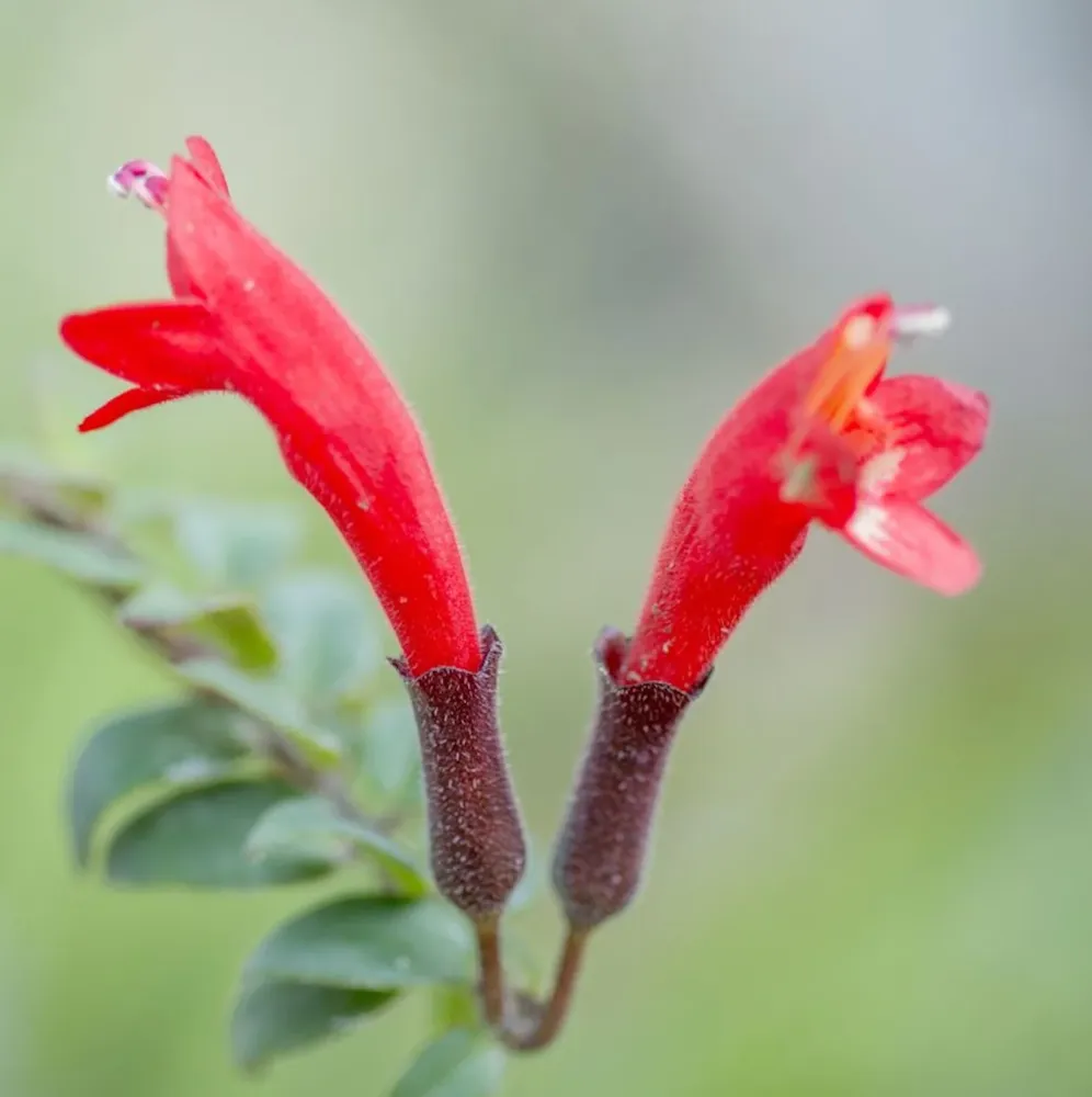 Aeschynanthus ‘Bolero Bicolore’ – Lipstick plant cu frunze bicolore