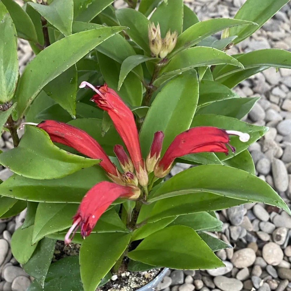 Aeschynanthus Carina - Lipstick plant (Planta Ruj, Floarea Ruj)