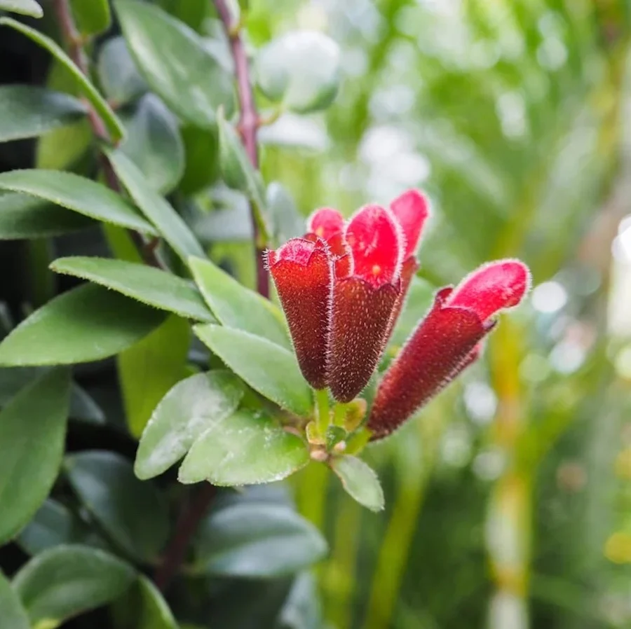 Aeschynanthus 'Caro Improved' (Lipstick plant) 2-3 plante/ghiveci