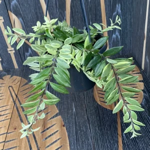 Aeschynanthus lobbianus variegat (Lipstick plant) - exemplare XL