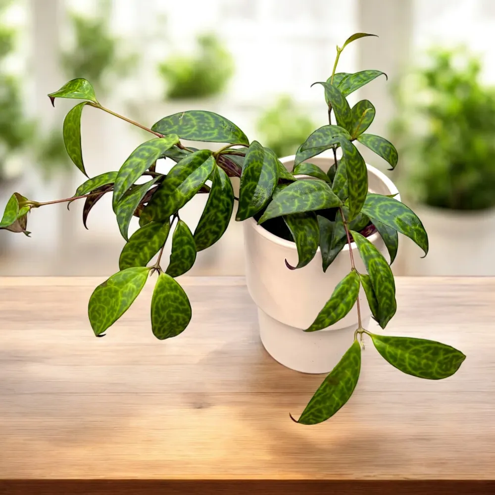 Aeschynanthus marmoratus (2-3 plante/ghiveci)