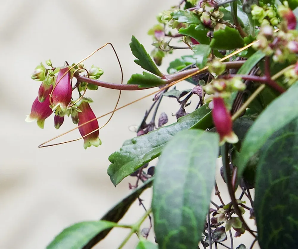 Aeschynanthus marmoratus (2-3 plante/ghiveci)