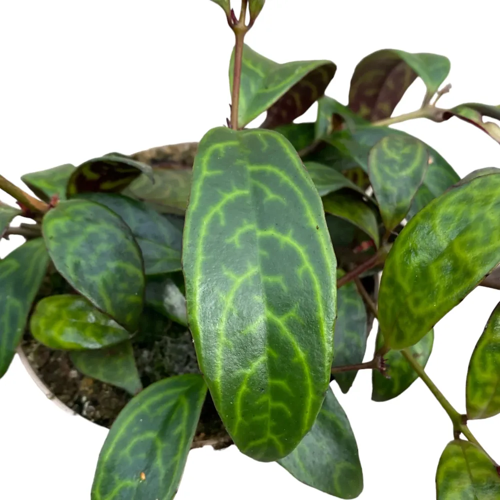 Aeschynanthus marmoratus (2-3 plante/ghiveci)