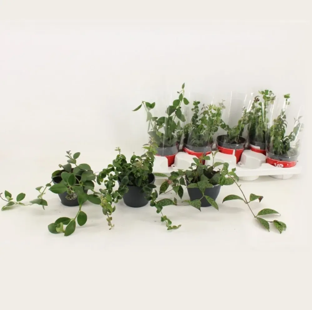 Aeschynanthus mix (Lipstick plant) 2-3pp