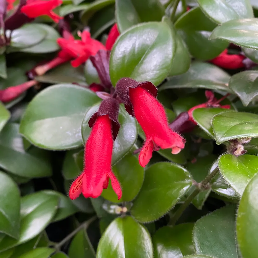 Aeschynanthus Mona Lisa (Lipstick plant)