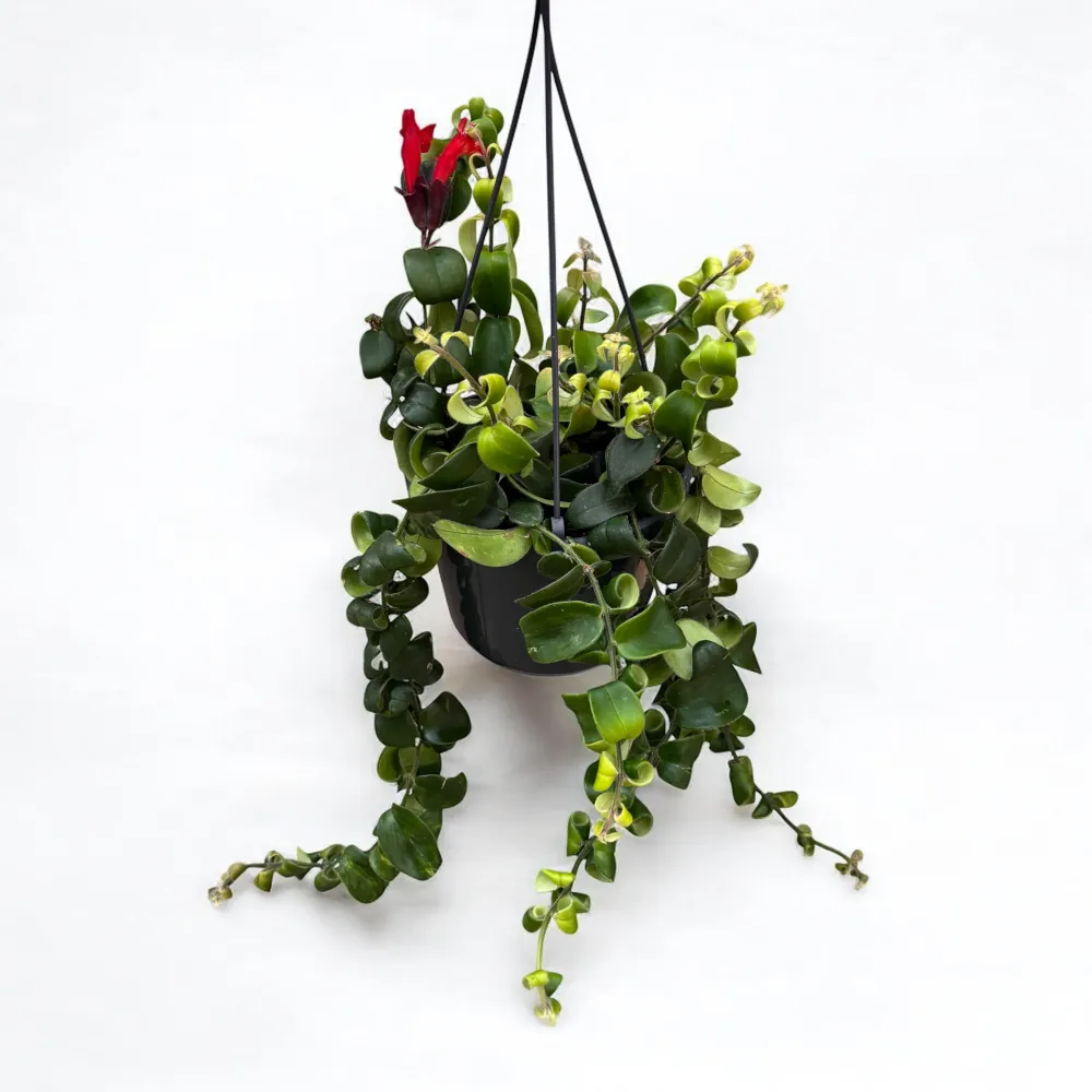 Aeschynanthus 'Nin' (Lipstick plant) - exemplare XL