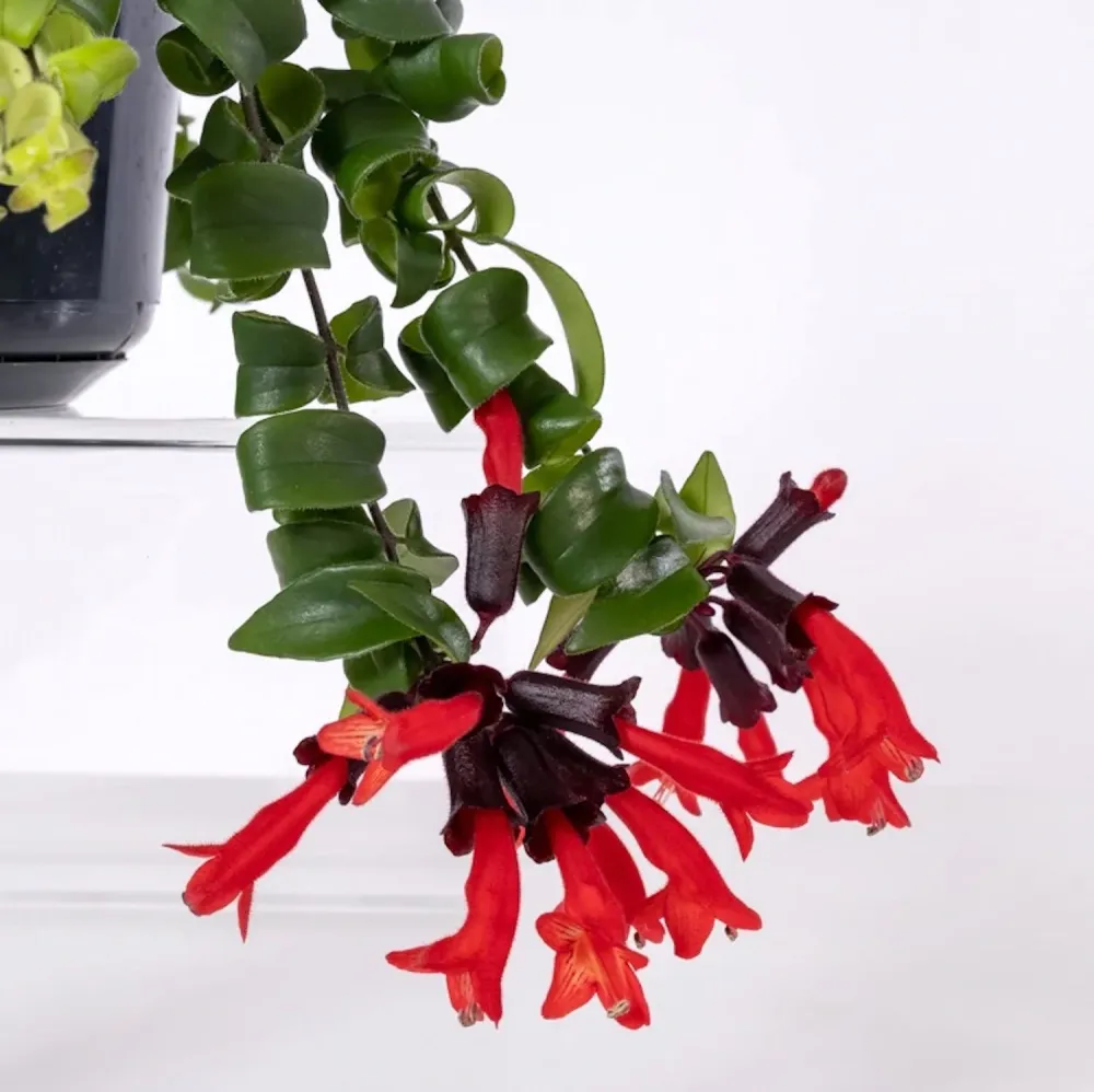 Aeschynanthus 'Rasta' (Lipstick plant) - exemplare XL