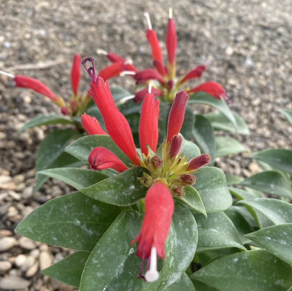 Aeschynanthus Robijn - Lipstick plant