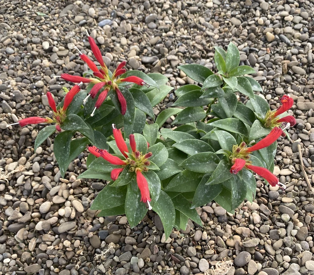 Aeschynanthus Robijn - Lipstick plant
