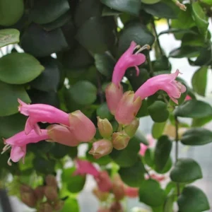 Aeschynanthus 'Thai Pink' ('Pink Lipstick plant')