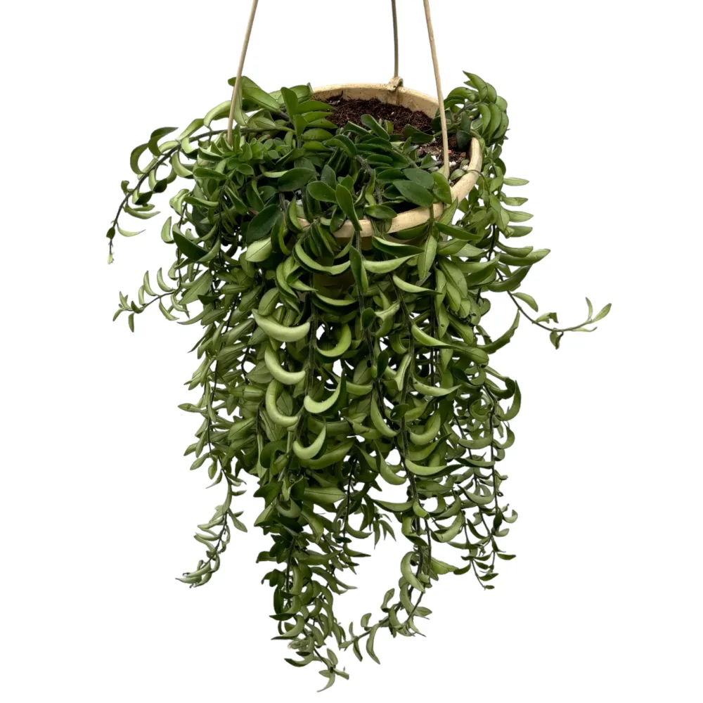 Aeschynanthus Twister (Lipstick plant, Planta Ruj) - exemplare XL