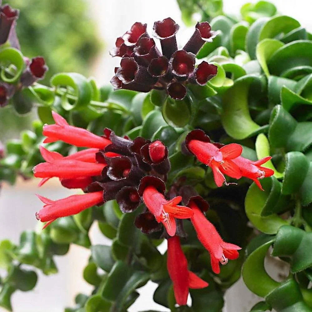 Aeschynanthus Twister - planta ruj cu frunzis rasucit si flori exotice rosii