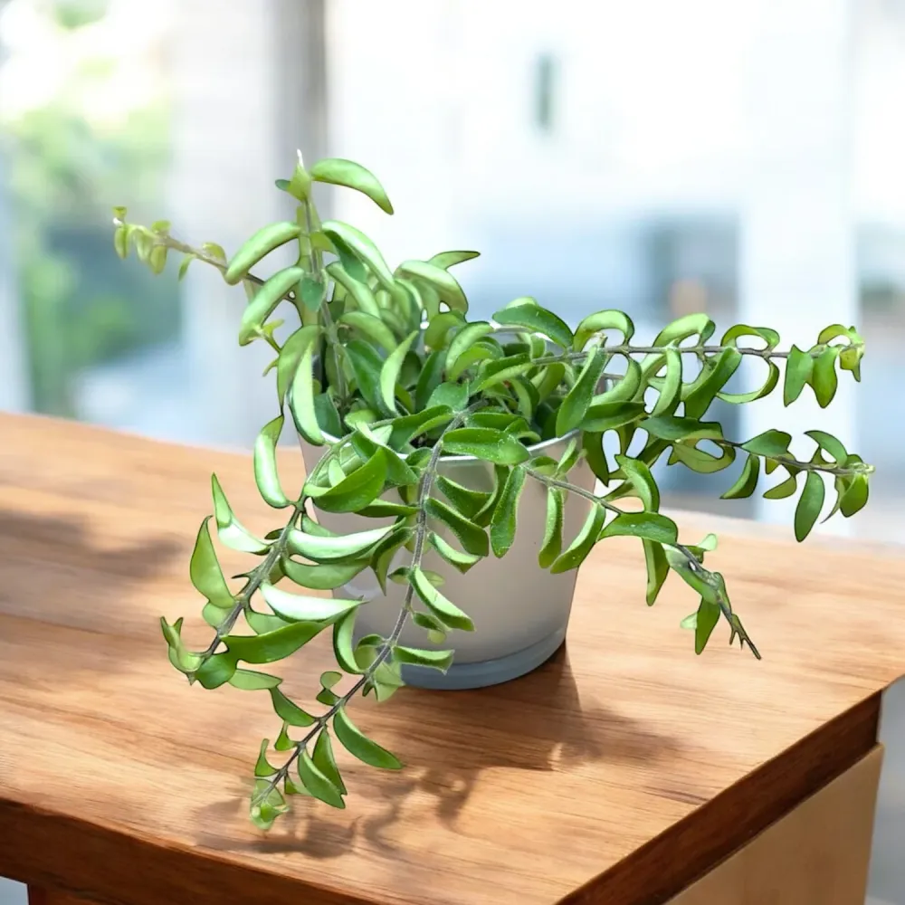 Aeschynanthus Twister - planta ruj cu frunzis rasucit si flori exotice rosii