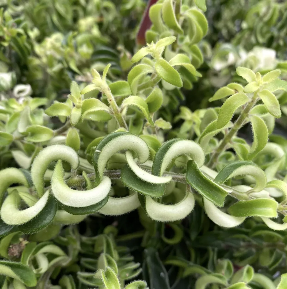 Aeschynanthus Twister - planta ruj cu frunzis rasucit si flori exotice rosii