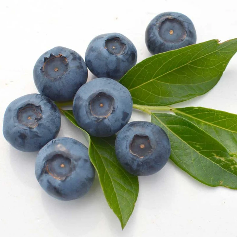 Afin compact - Vaccinium corymbosum 'Bluegold'