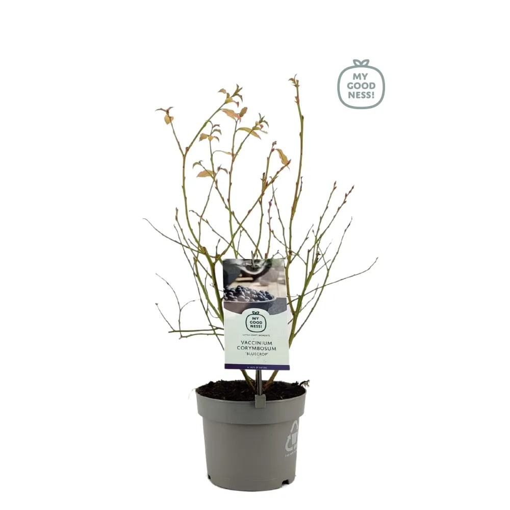 Afin compact - Vaccinium corymbosum 'Bluegold'