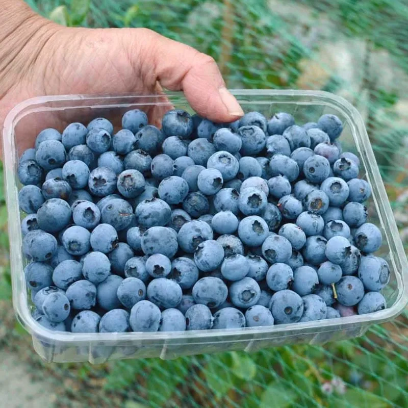 Afin de cultura productiv - Vaccinium corymbosum 'Patriot' (Highbush Blueberry)