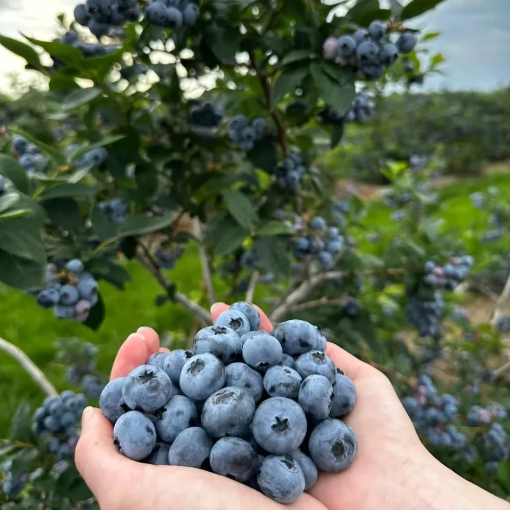 Afin cu fructe mari si dulci - Vaccinium corymbosum 'Toro' (Torro)