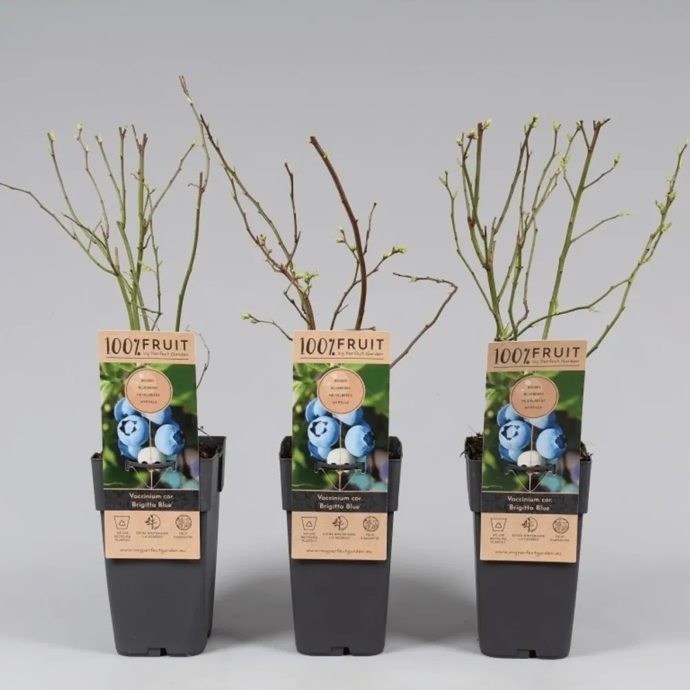 Afin cu fructe mari - Vaccinium corymbosum 'Brigitta Blue'