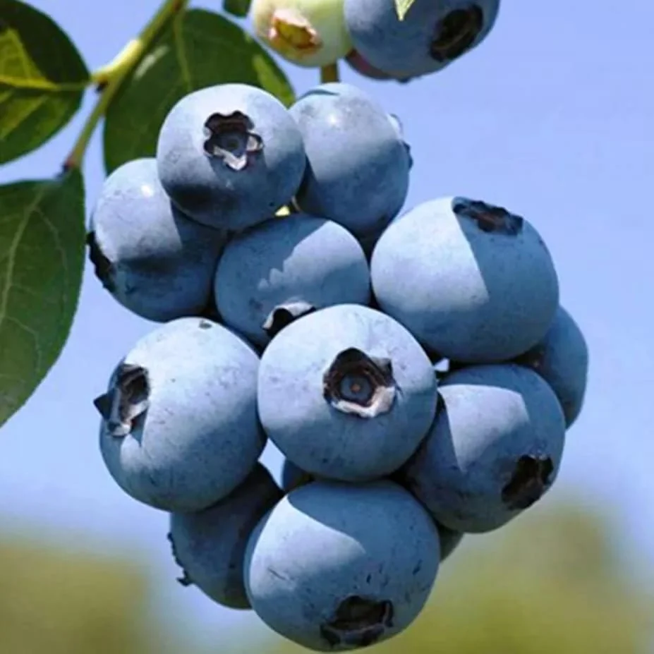 Afin cu fructe mari - Vaccinium corymbosum 'Chandler' D9