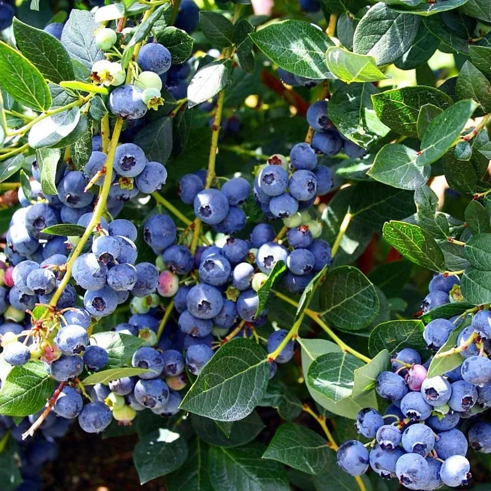 Afin pitic si productiv - Vaccinium corymbosum 'Top Hat'