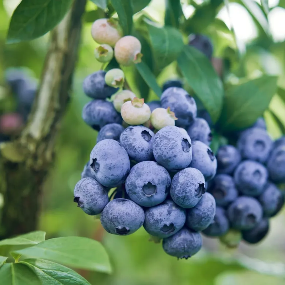Afin productiv cu fructe mari - Vaccinium corymbosum 'Darrow'