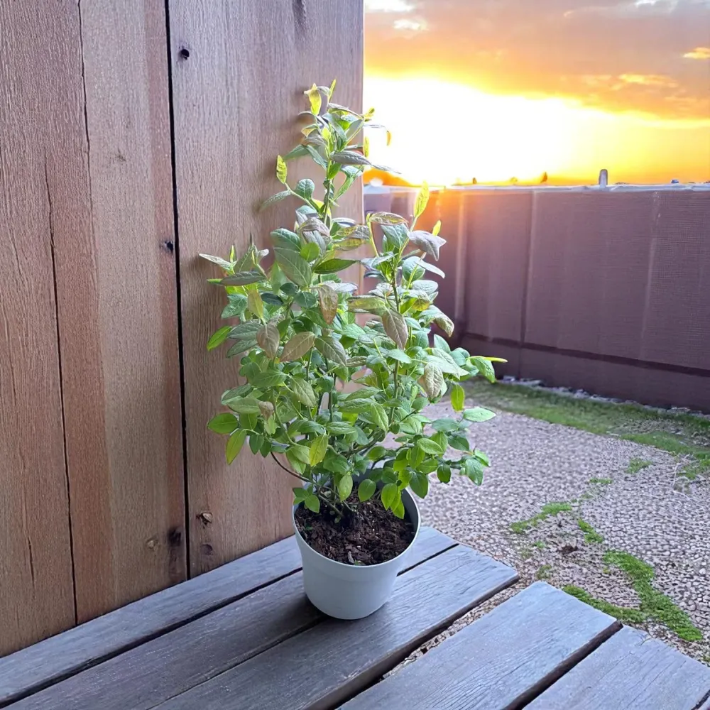 Afin productiv cu fructe mari - Vaccinium corymbosum 'Darrow'