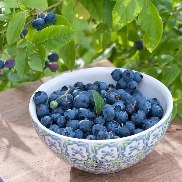 Afin productiv ghiveci - Vaccinium corymbosum 'Berkeley' D19