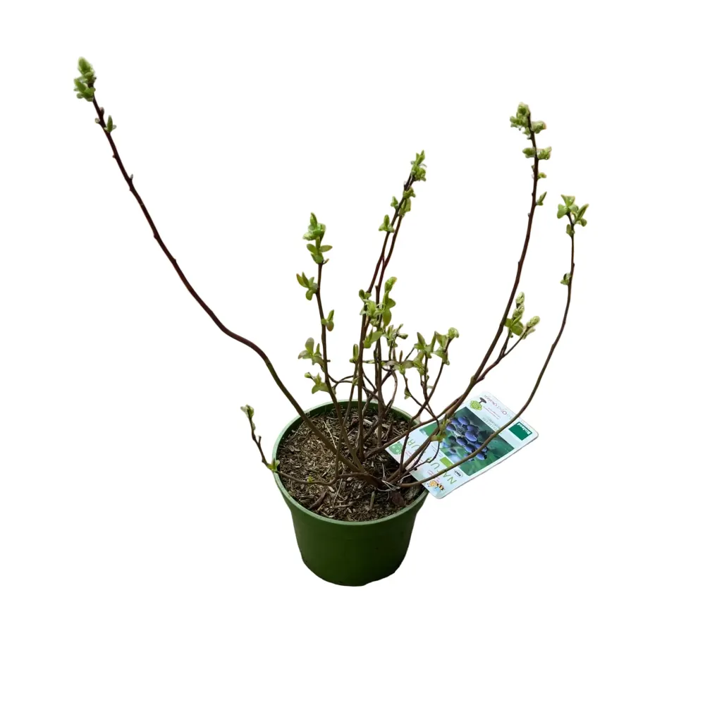 Afin productiv ghiveci - Vaccinium corymbosum 'Berkeley' D19