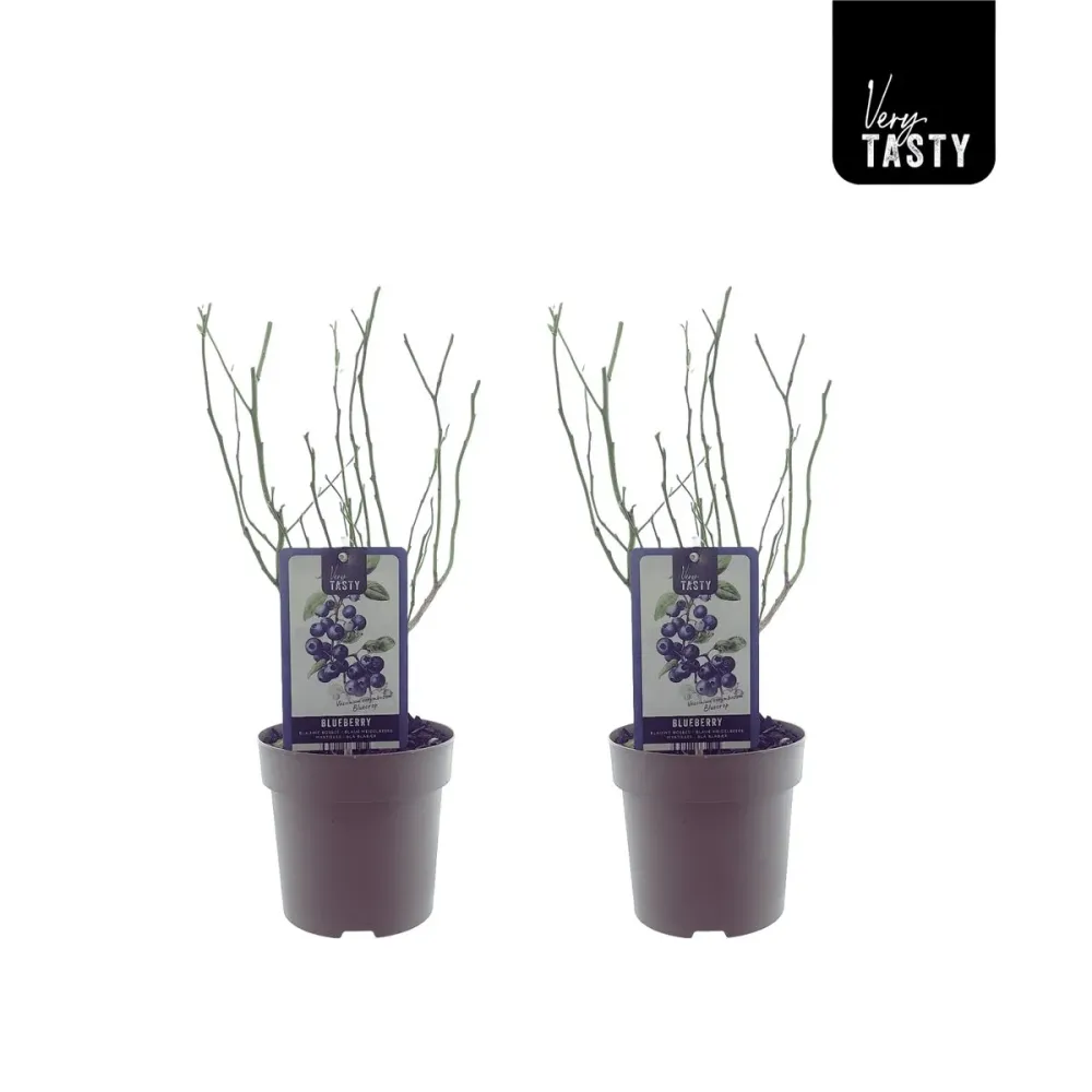 Afin productiv ghiveci - Vaccinium corymbosum 'Berkeley' D19