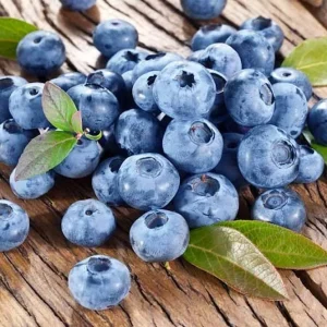 Afin productiv ghiveci - Vaccinium corymbosum 'Bluecrop' D19