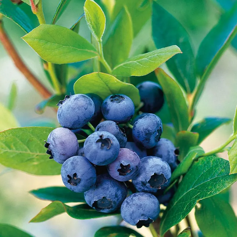 Afin productiv ghiveci - Vaccinium corymbosum 'GoldTraube' D19