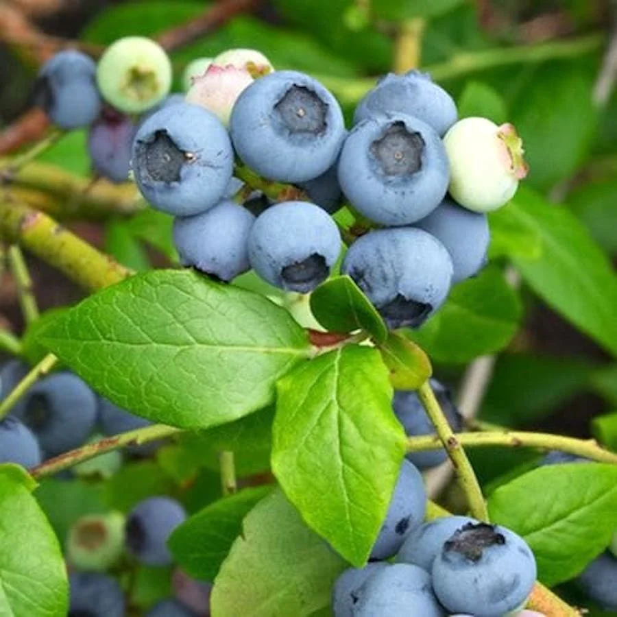 Afin productiv si rezistent - Vaccinium corymbosum 'Northland' (Highbush Blueberry)