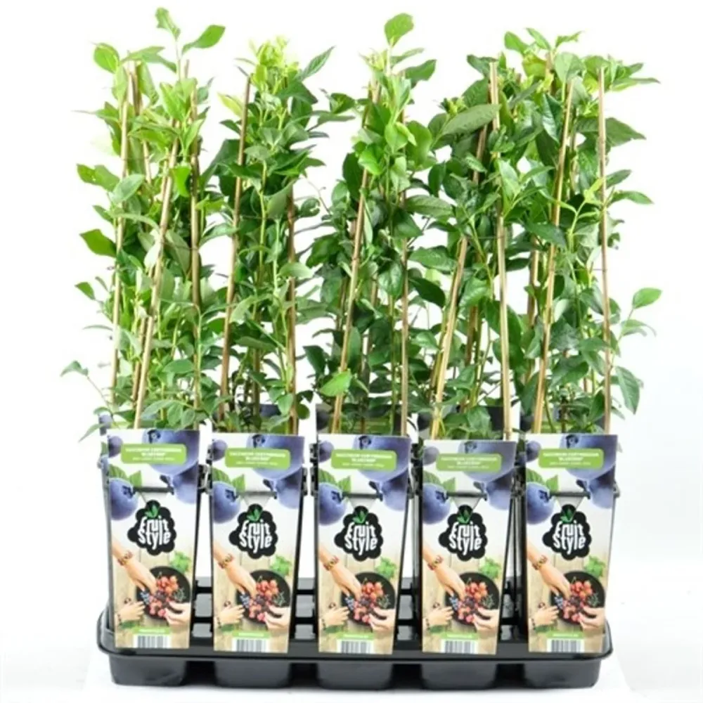 Afin productiv si rezistent - Vaccinium corymbosum 'Northland' (Highbush Blueberry)