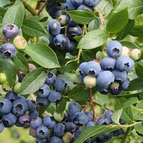 Afin productiv si rezistent - Vaccinium corymbosum 'Northland' (Highbush Blueberry)