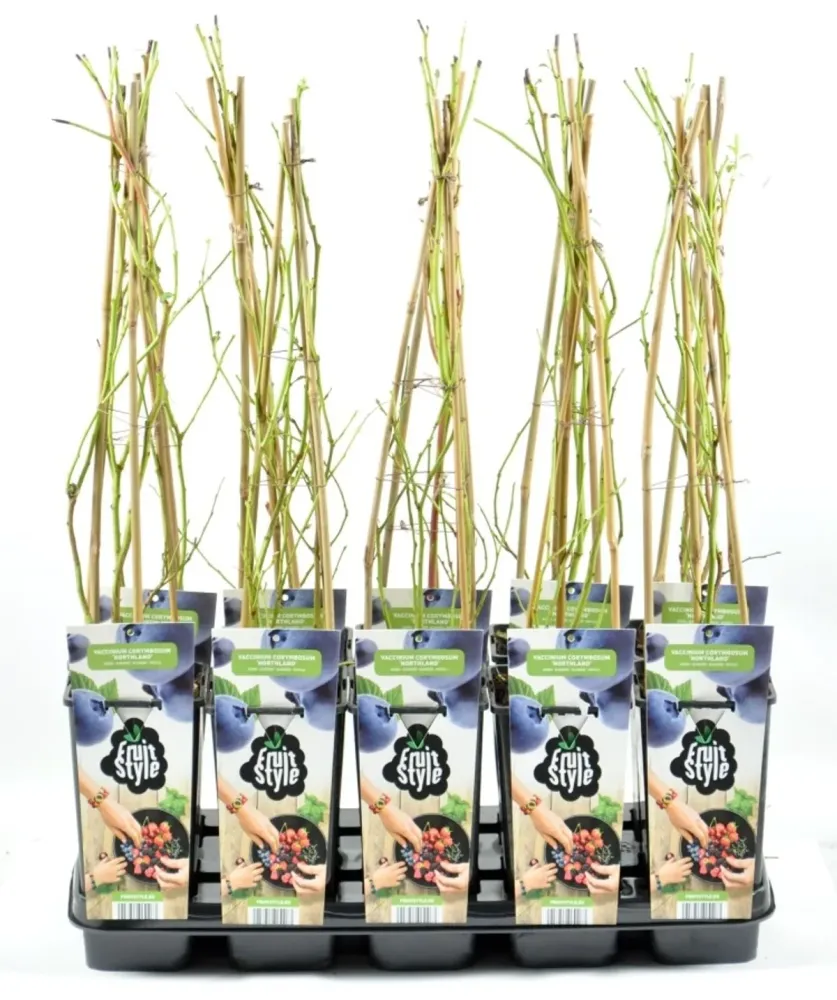 Afin productiv si rezistent - Vaccinium corymbosum 'Northland' (Highbush Blueberry)