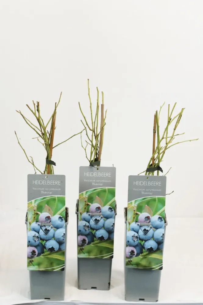 Afin productiv - Vaccinium corymbosum 'Bluecrop'