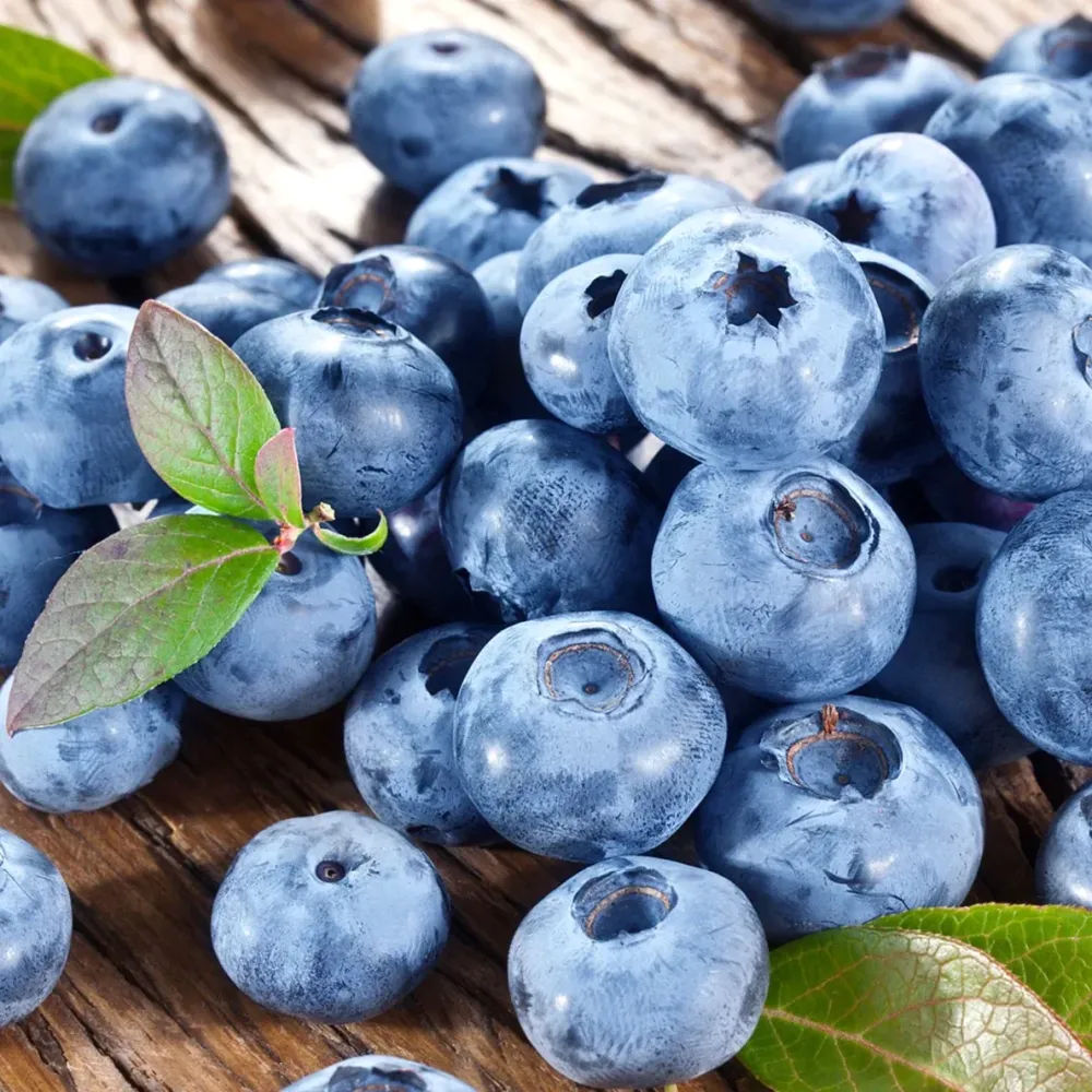 Afin productiv - Vaccinium corymbosum 'Bluecrop' D9